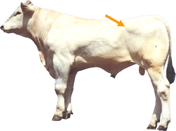 Beef Cattle Part - Hip