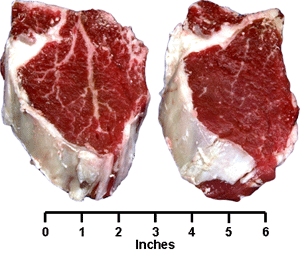 Beef - Retail cuts - Loin Tenderloin Steak