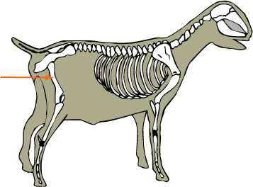 Goat Skeletal Femur