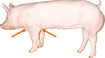 Swine - External Part - Chest