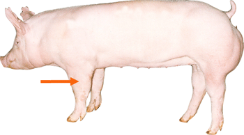 Swine - External Part - Forearm