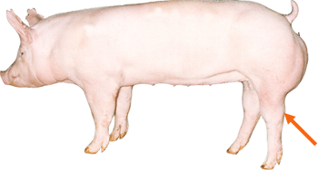Swine - External Part - Hock