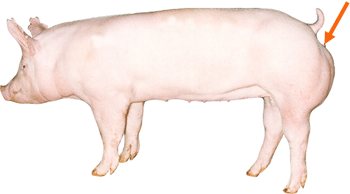 Swine - External Part - Vulva