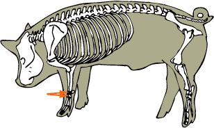 Swine Skeletal - Carpal Bones