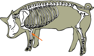 Swine Skeletal - Ulna