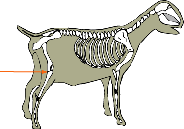 Goat Skeletal Stifle Joint