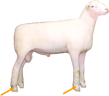 Sheep External part Pastern