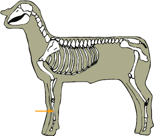 Sheep - Skeletal - Metacarpals