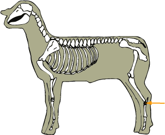 Sheep - Skeletal - Tarsal Bones