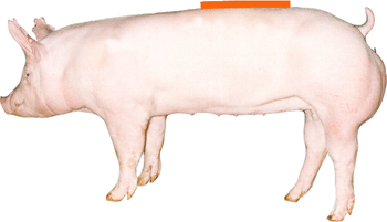 Swine - External Part - Loin