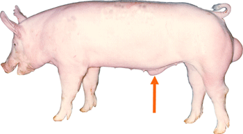 Swine - External Part - Sheath