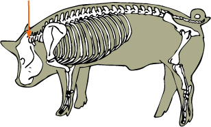 Swine Skeletal - Atlas Joint