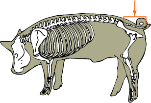 Swine Skeletal - Coccygeal Vertebrae