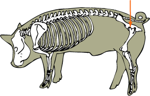 Swine Skeletal - Hip Joint