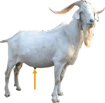 Goat Parts Sheath