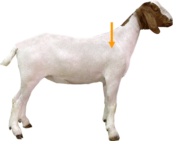 Goat Parts Shoulder