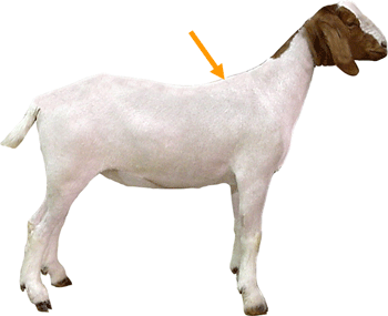 Goat Parts withers