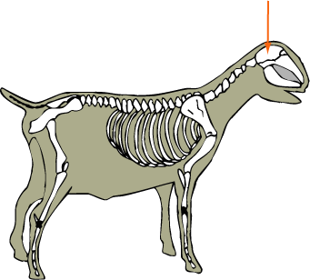 Goat Skeleton Cranium