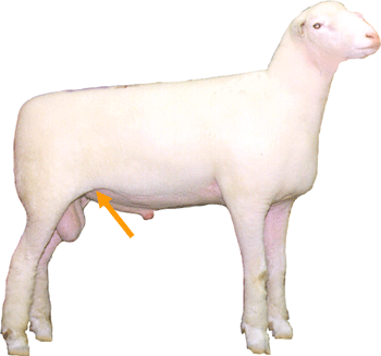 Sheep External Part Rear Flank