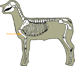 Sheep - Skeletal - Humerus
