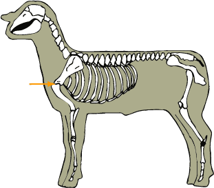 Sheep - Skeletal - Shoulder Joint