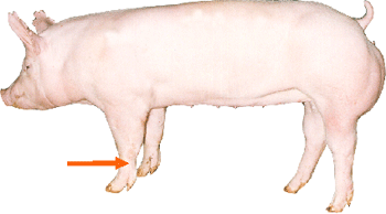 Swine - External Part - Cannon