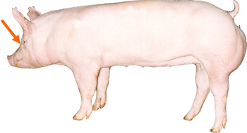 Swine - External Part - Face