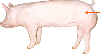 Swine - External part - Ham