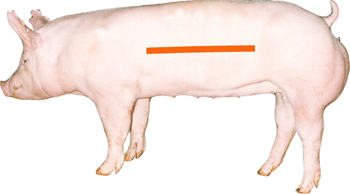 Swine - External Part - Side