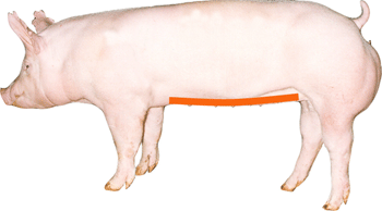 Swine - External Part - Underline
