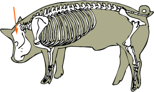Swine Skeletal - Skull