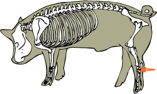 Swine Skeletal - Tarsal Bones