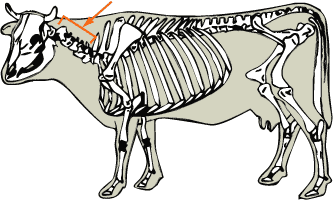 Beef Cattle Skeleton - Cervical Vertebrae