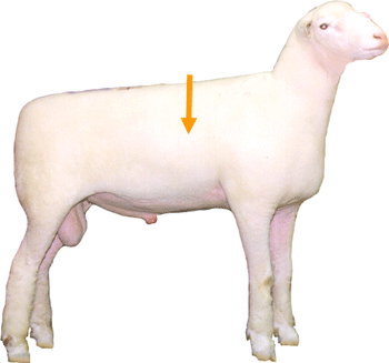 Sheep External part Ribs