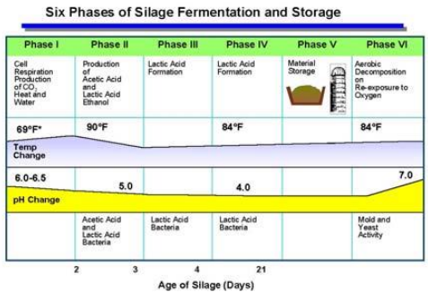 Important Steps during the Silage Fermentation Process