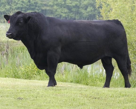 Angus - bull