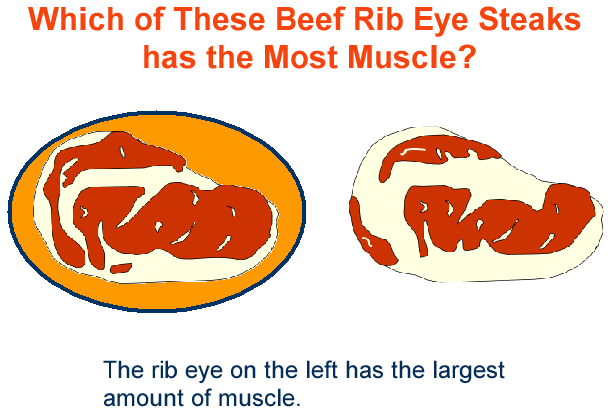 Beef Rig Eye Steaks Most Muscle Answer