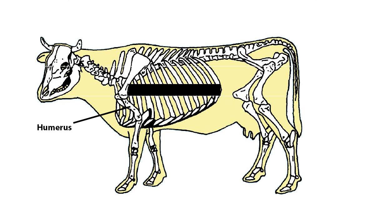 Beef Cattle Skeleton - Humerus