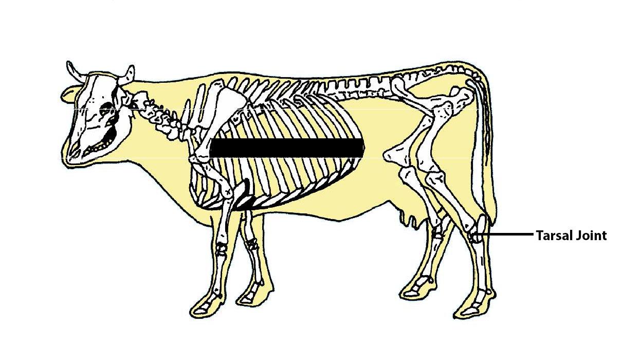 Beef Cattle Skeleton - Tarsal Joint