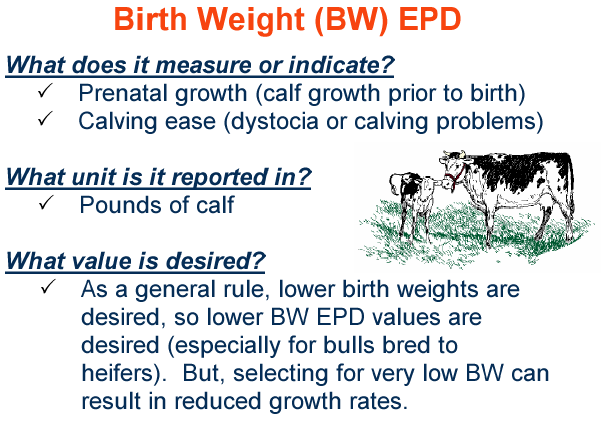 Birth Weight EPD
