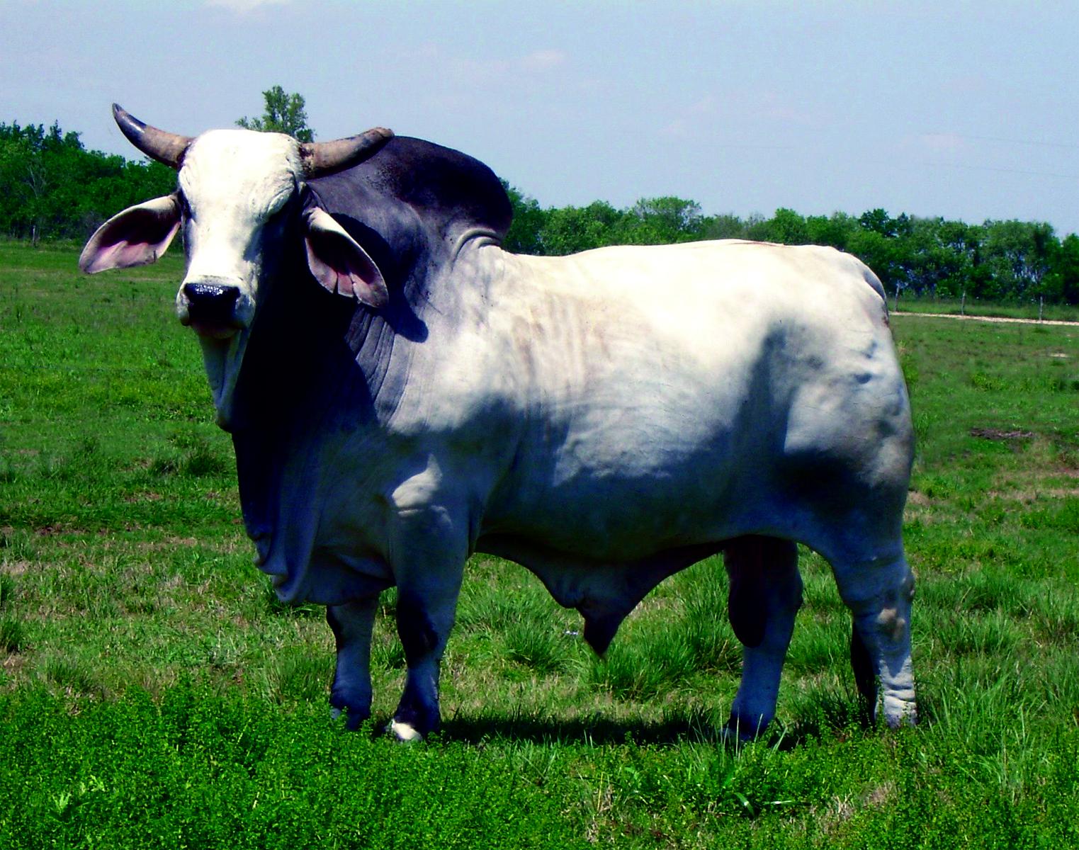 Brahman - bull