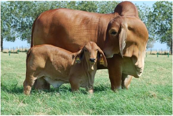 Brahman beef cattle - cow