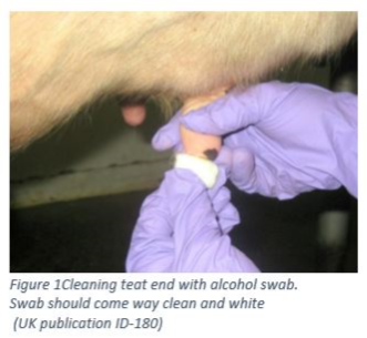 Cleaning teat end with alcohol swab