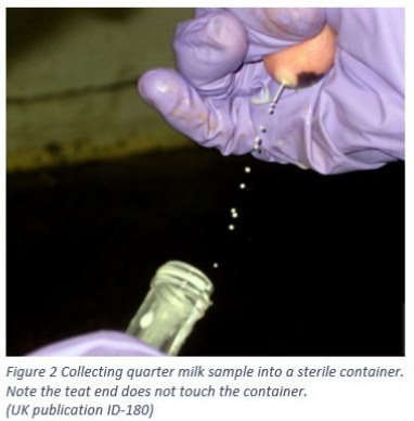 Collecting quarter milk sample into a sterile container