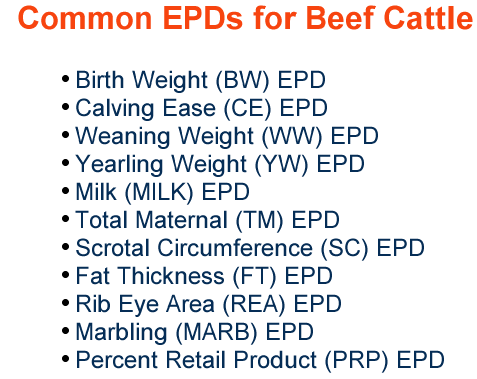 Common epds beef cattle