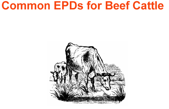 Common epds cattle