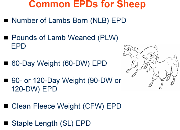 common epds for sheep 1