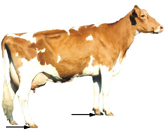 Dairy - Heel