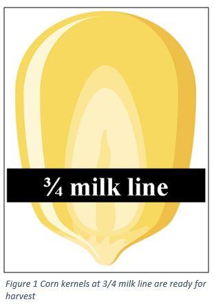 Proper kernel processing settings can lead to increased milk production figure 1