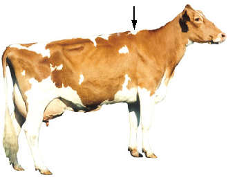 Dairy - Withers